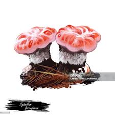 Attēlu rezultāti vaicājumam “Hydnellum ferrugineum”