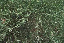 Attēlu rezultāti vaicājumam “Cytisus scoparius leaf”