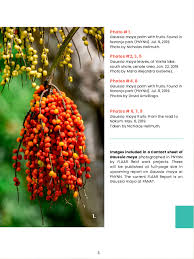 Attēlu rezultāti vaicājumam “Galium schultesii fruit”