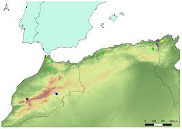 Attēlu rezultāti vaicājumam “Xanthogramma sp. male”