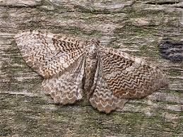 Attēlu rezultāti vaicājumam “Hydria undulata”