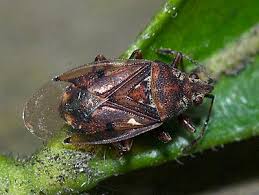 Attēlu rezultāti vaicājumam “Kleidocerys resedae”