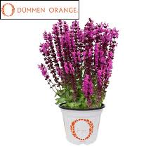 Attēlu rezultāti vaicājumam “Salvia nemorosa fruit”