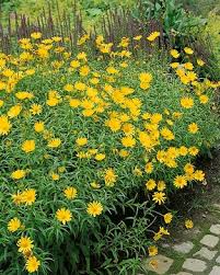 Image result for Helichrysum subulifolium