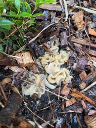 Attēlu rezultāti vaicājumam “Willkommlangea reticulata spores”