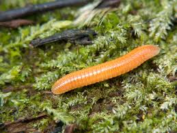 Attēlu rezultāti vaicājumam “Polyzonium germanicum”