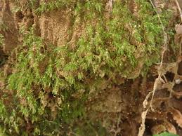 Attēlu rezultāti vaicājumam “Dicranella heteromalla sporophyte”