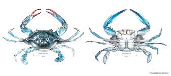 Image result for Callinectes sapidus