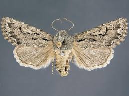 Attēlu rezultāti vaicājumam “Orthosia sp.”