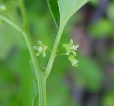 Attēlu rezultāti vaicājumam “Celastrus flagellaris”