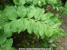 Attēlu rezultāti vaicājumam “Polygonatum multiflorum  leaf”