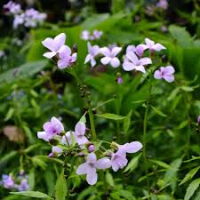 Attēlu rezultāti vaicājumam “Cardamine bulbifera leaf”