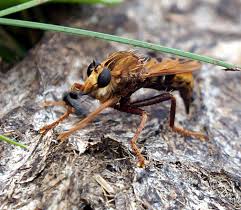 Attēlu rezultāti vaicājumam “Phalonidea permixtana”