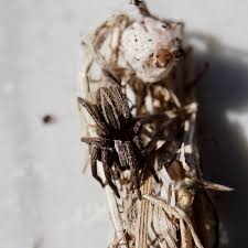 Attēlu rezultāti vaicājumam “Miturgidae”