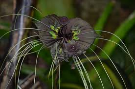 Image result for Tacca chantrieri
