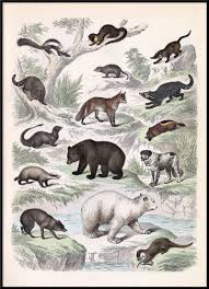 Attēlu rezultāti vaicājumam “Carnivora”