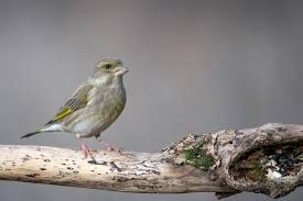 Attēlu rezultāti vaicājumam “Chloris chloris female”