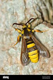 Attēlu rezultāti vaicājumam “Sesia apiformis”