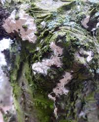 Attēlu rezultāti vaicājumam “Porotheleum fimbriatum”