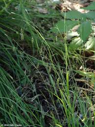 Attēlu rezultāti vaicājumam “Carex capillaris fruit”