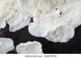 Attēlu rezultāti vaicājumam “Plicatura nivea”