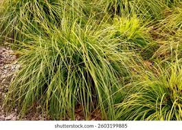 Attēlu rezultāti vaicājumam “Carex appropinquata fruit”