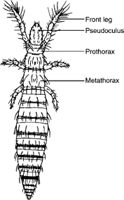Attēlu rezultāti vaicājumam “Machilidae”