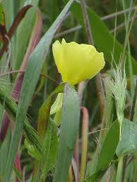 Attēlu rezultāti vaicājumam “Oenothera biennis flower”
