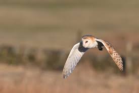 Image result for England Staffordshire Birding Club
