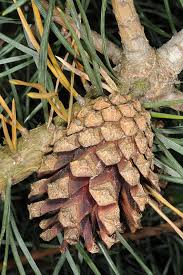 Attēlu rezultāti vaicājumam “Pinus sylvestris fruit”