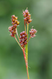 Attēlu rezultāti vaicājumam “Luzula luzuloides fruit”