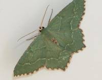 Attēlu rezultāti vaicājumam “Hemithea aestivaria”