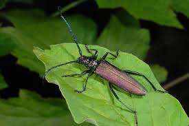 Attēlu rezultāti vaicājumam “Aromia moschata”