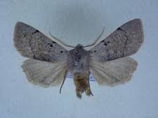 Attēlu rezultāti vaicājumam “Cryptocala chardinyi”