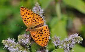 Attēlu rezultāti vaicājumam “Brenthis daphne underside”