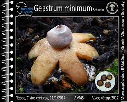 Attēlu rezultāti vaicājumam “Geastrum minimum”