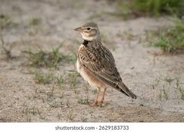 Image result for Melanocorypha calandra