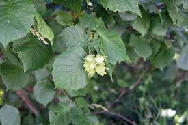 Attēlu rezultāti vaicājumam “Corylus avellana”