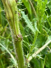 Attēlu rezultāti vaicājumam “Gortyna flavago”