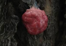 Attēlu rezultāti vaicājumam “Amaurochaete atra”