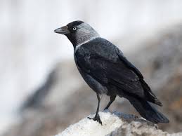 Attēlu rezultāti vaicājumam “Corvus monedula”