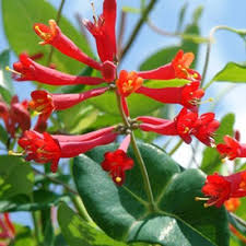 Attēlu rezultāti vaicājumam “Lonicera caerulea var. pallasii flower”
