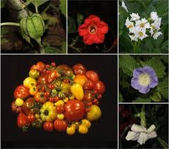 Attēlu rezultāti vaicājumam “Solanaceae”