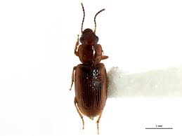 Attēlu rezultāti vaicājumam “Acupalpus flavicollis”