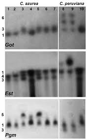 Attēlu rezultāti vaicājumam “Calypogeia azurea cells”