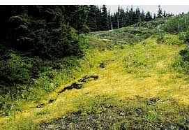 Attēlu rezultāti vaicājumam “Philonotis fontana”