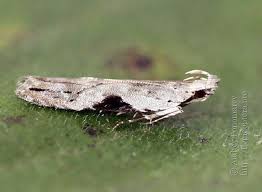 Attēlu rezultāti vaicājumam “Hypatima rhomboidella”