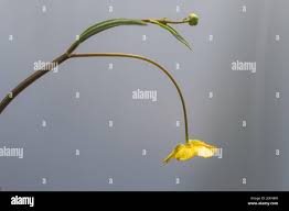 Attēlu rezultāti vaicājumam “Ranunculus flammula bud”