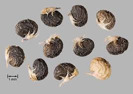 Attēlu rezultāti vaicājumam “Medicago lupulina bud”