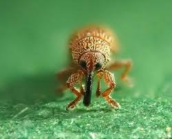 Attēlu rezultāti vaicājumam “Brachonyx pineti”